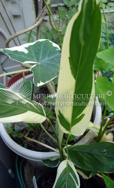 Maranta arundinacea